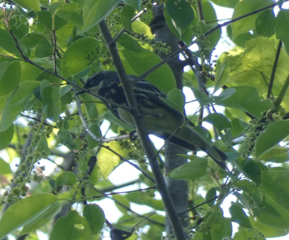 Yellow-rumped Warbler (Myrtle) - Matt Peppe