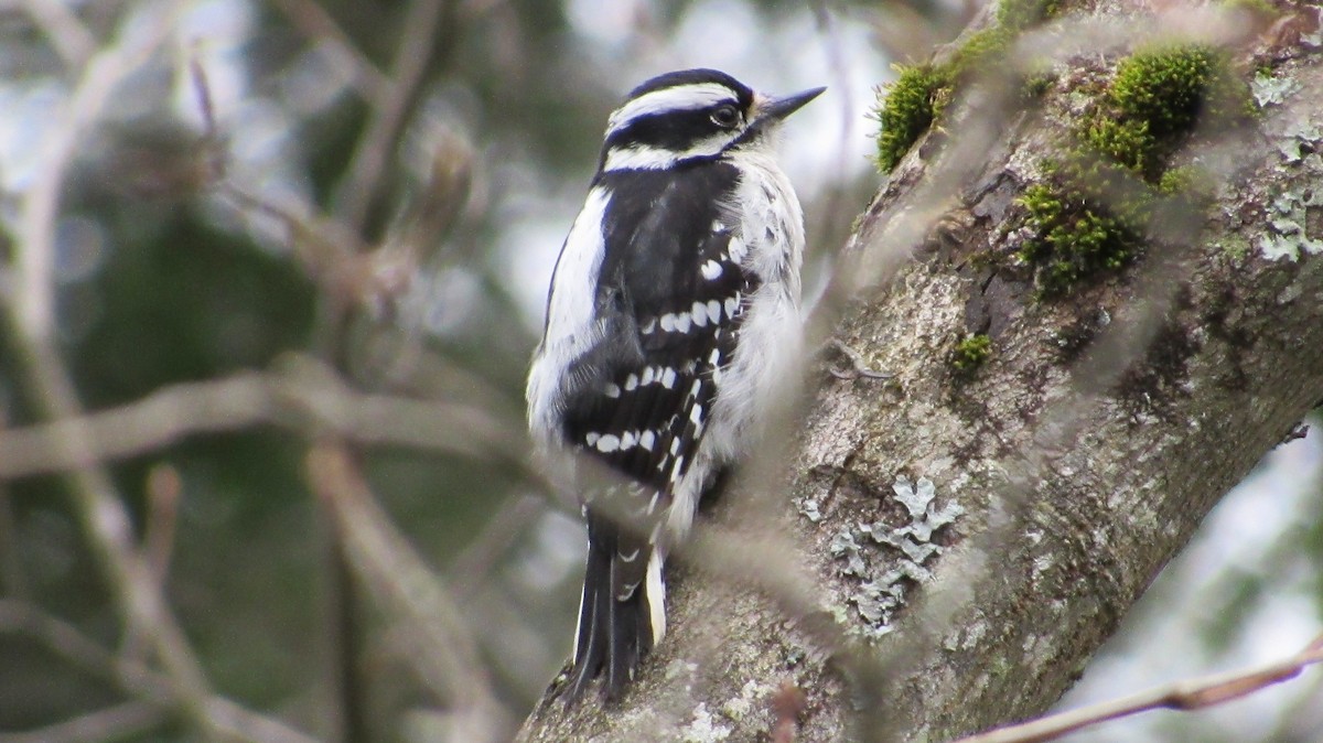 Downy Woodpecker - Rena Sherring