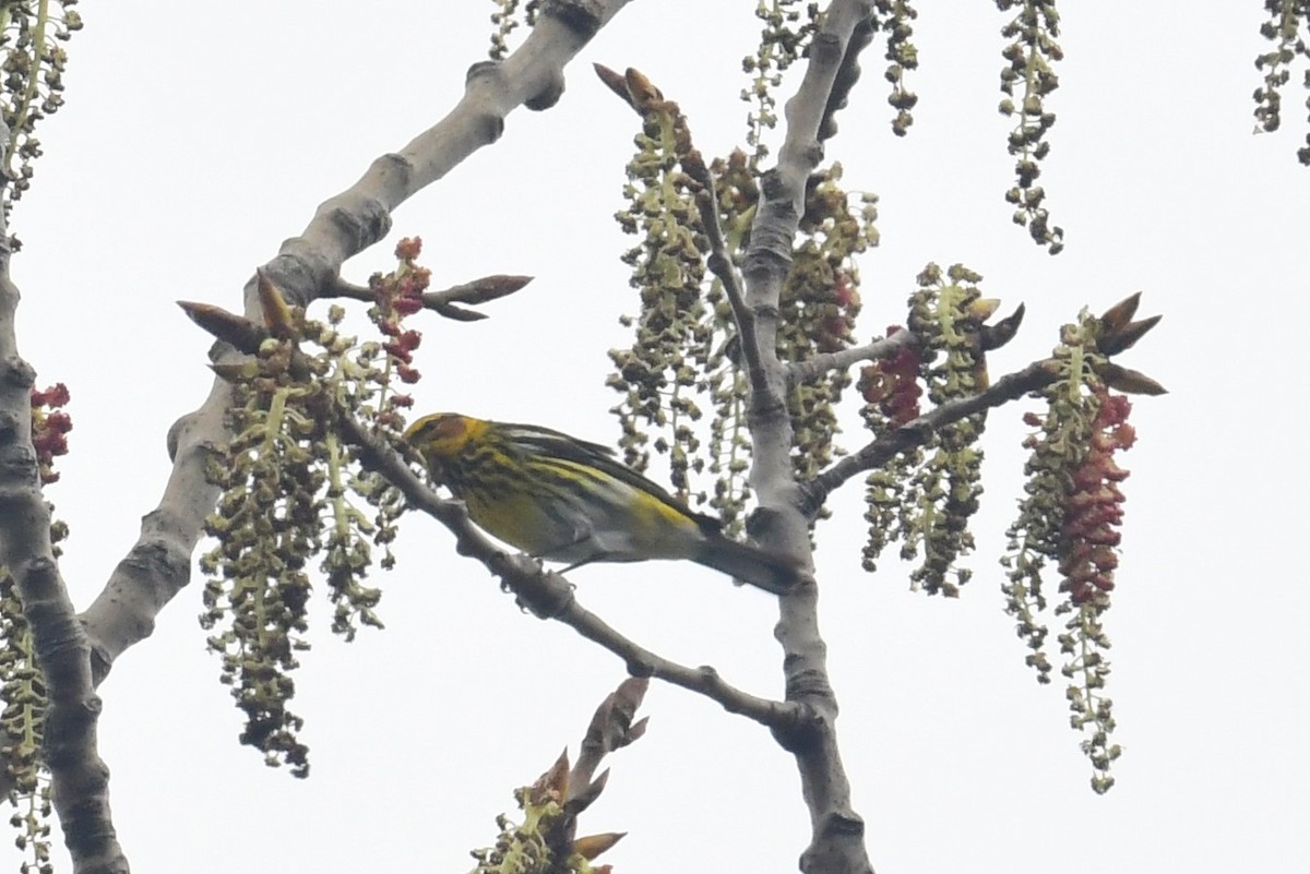 Cape May Warbler - Terri Kershaw