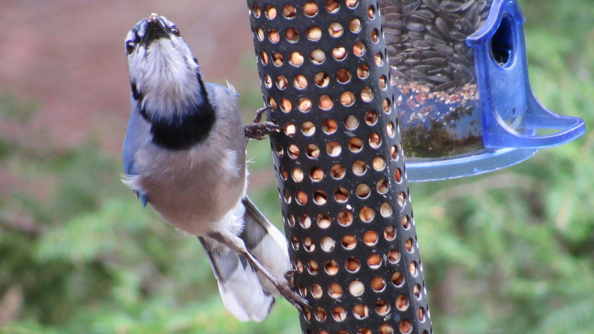 Blue Jay - Rena Sherring