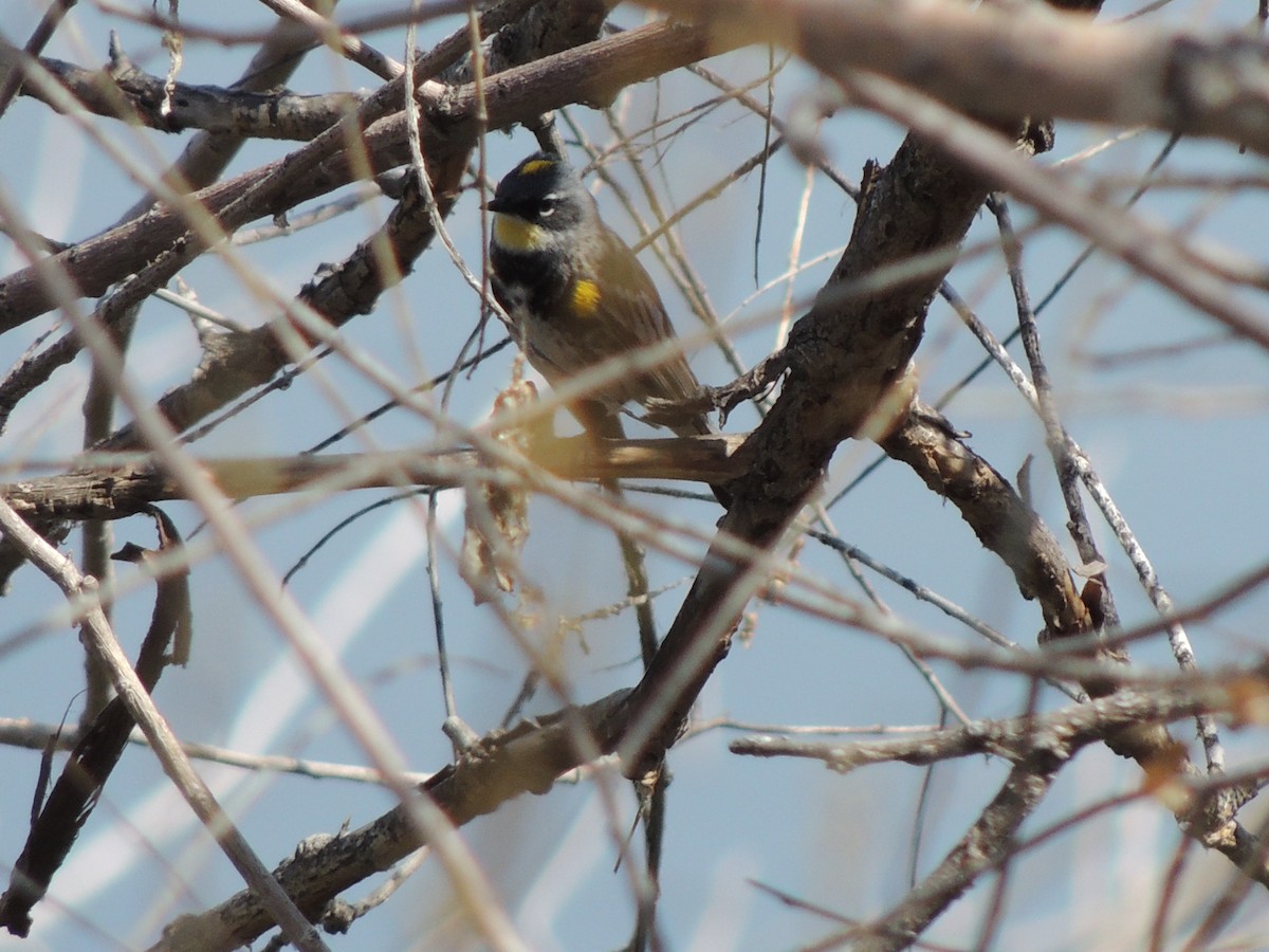 Yellow-rumped Warbler (Myrtle x Audubon's) - Tom LaFave