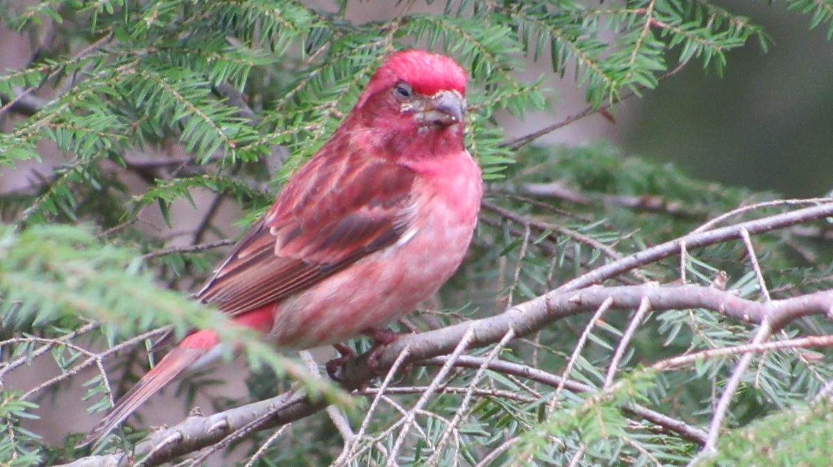 Purple Finch - ML618106262