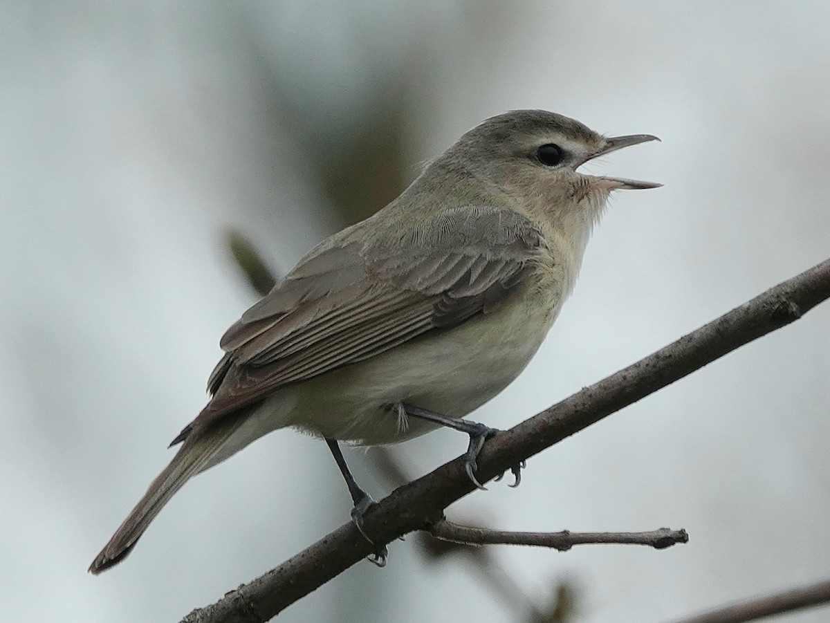 Eastern Warbling Vireo - ML618106268