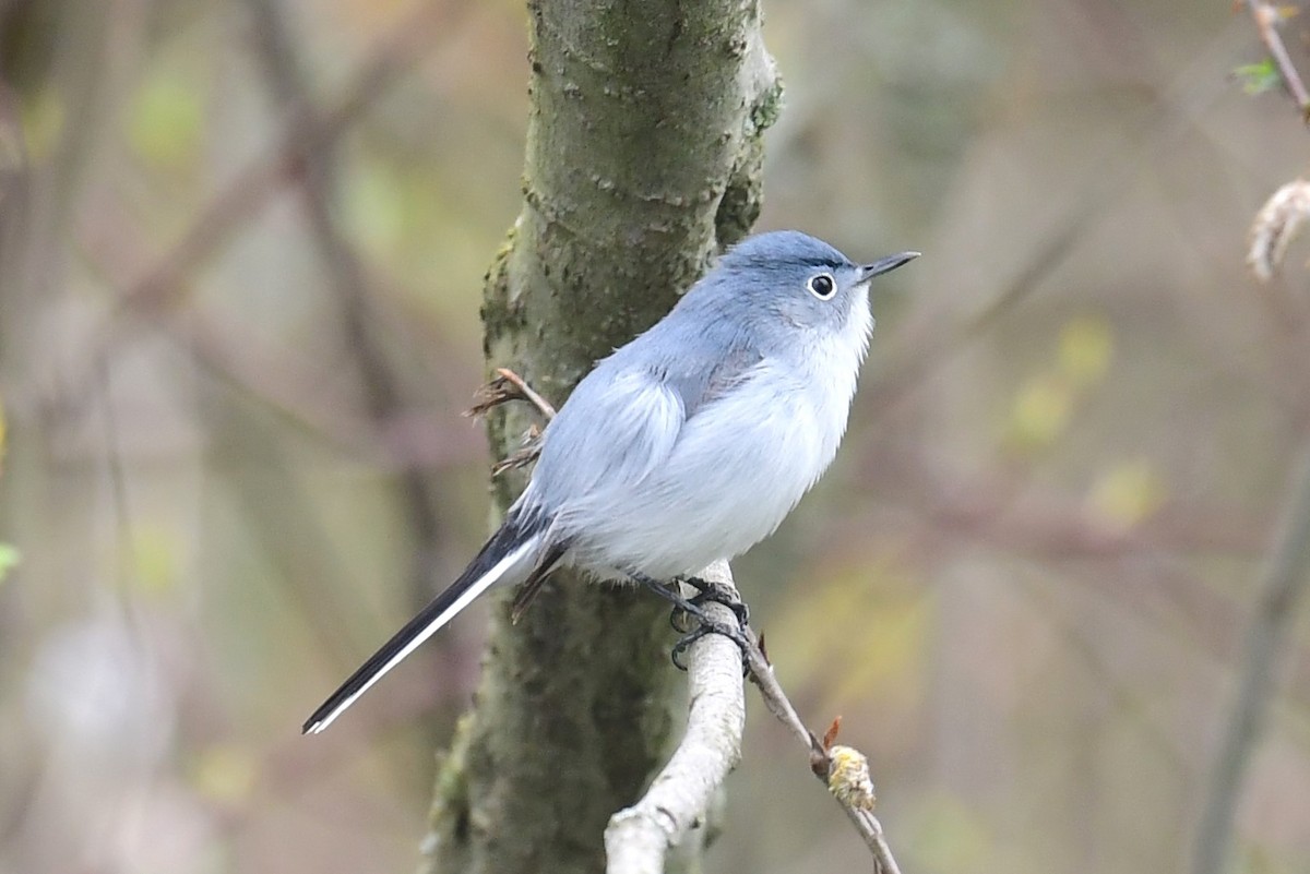 Blue-gray Gnatcatcher - ML618106272