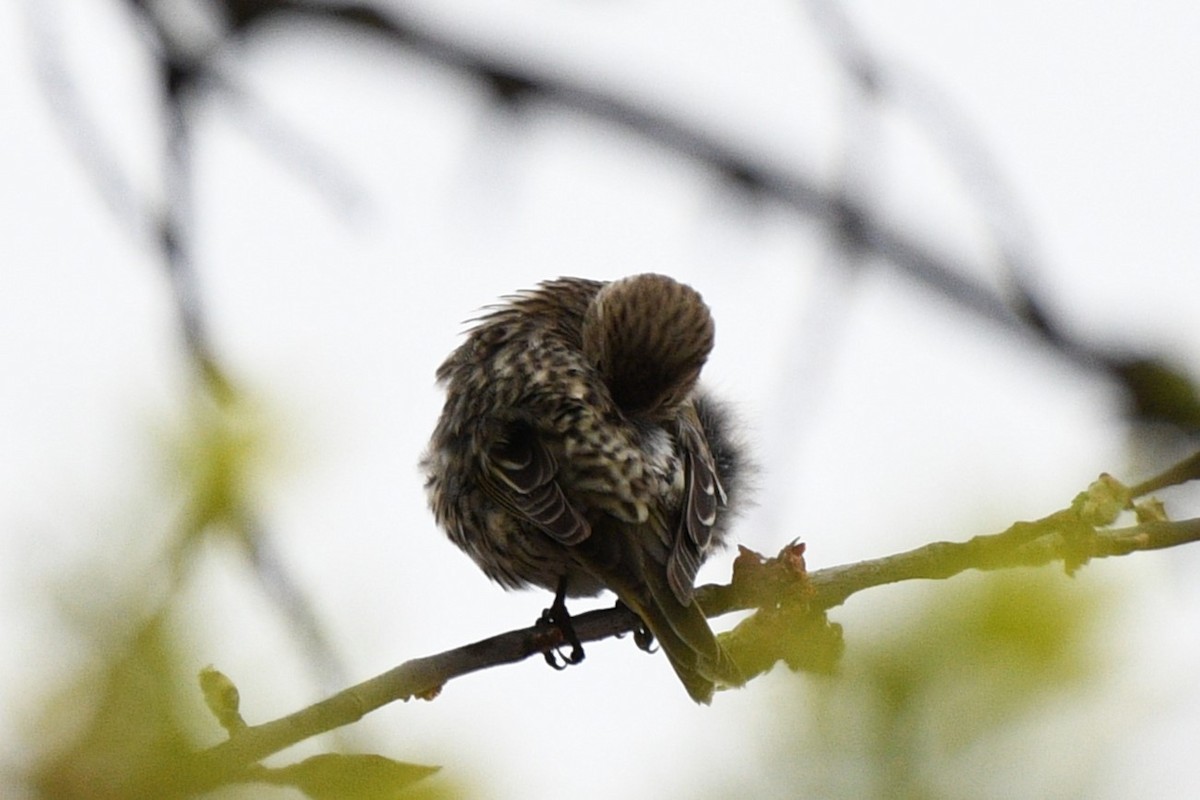 Pine Siskin - ML618106273