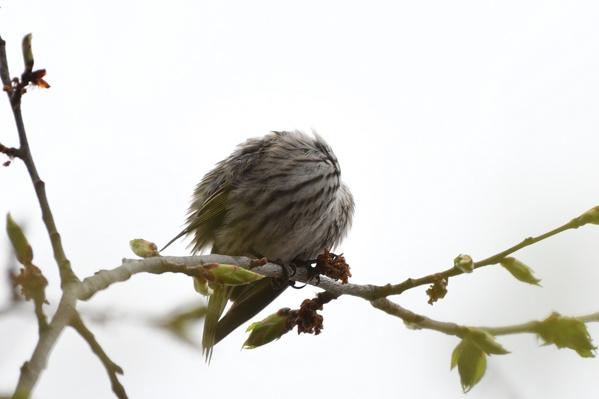 Pine Siskin - ML618106274