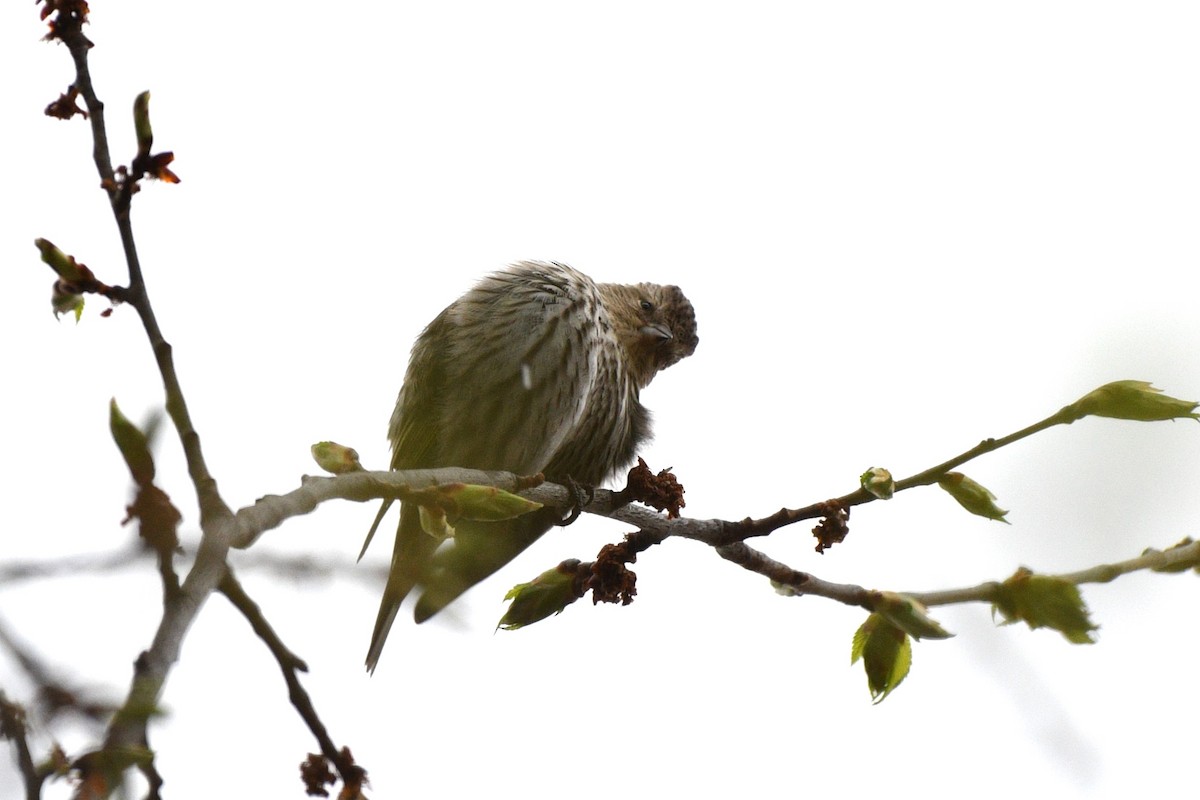 Pine Siskin - ML618106275