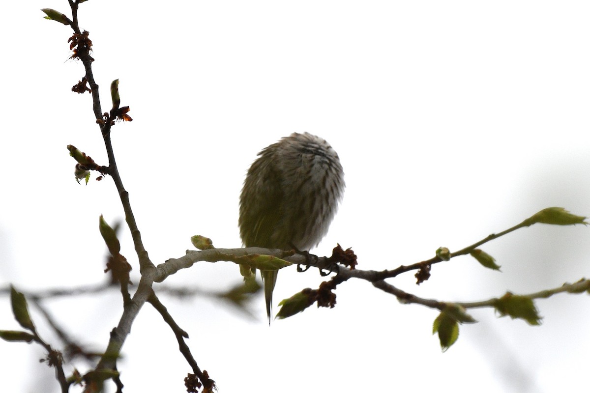 Pine Siskin - ML618106276