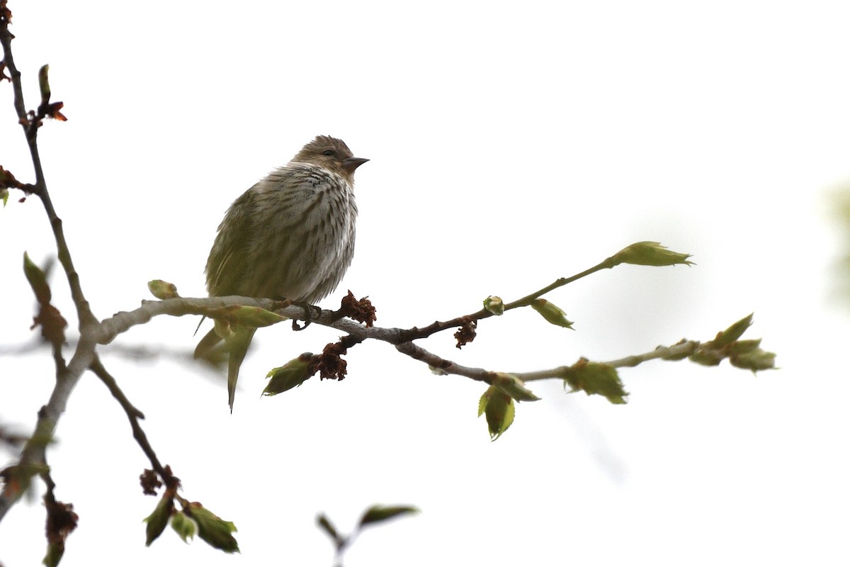 Pine Siskin - ML618106277