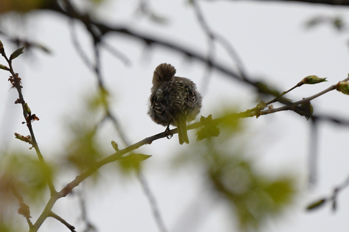 Pine Siskin - ML618106278