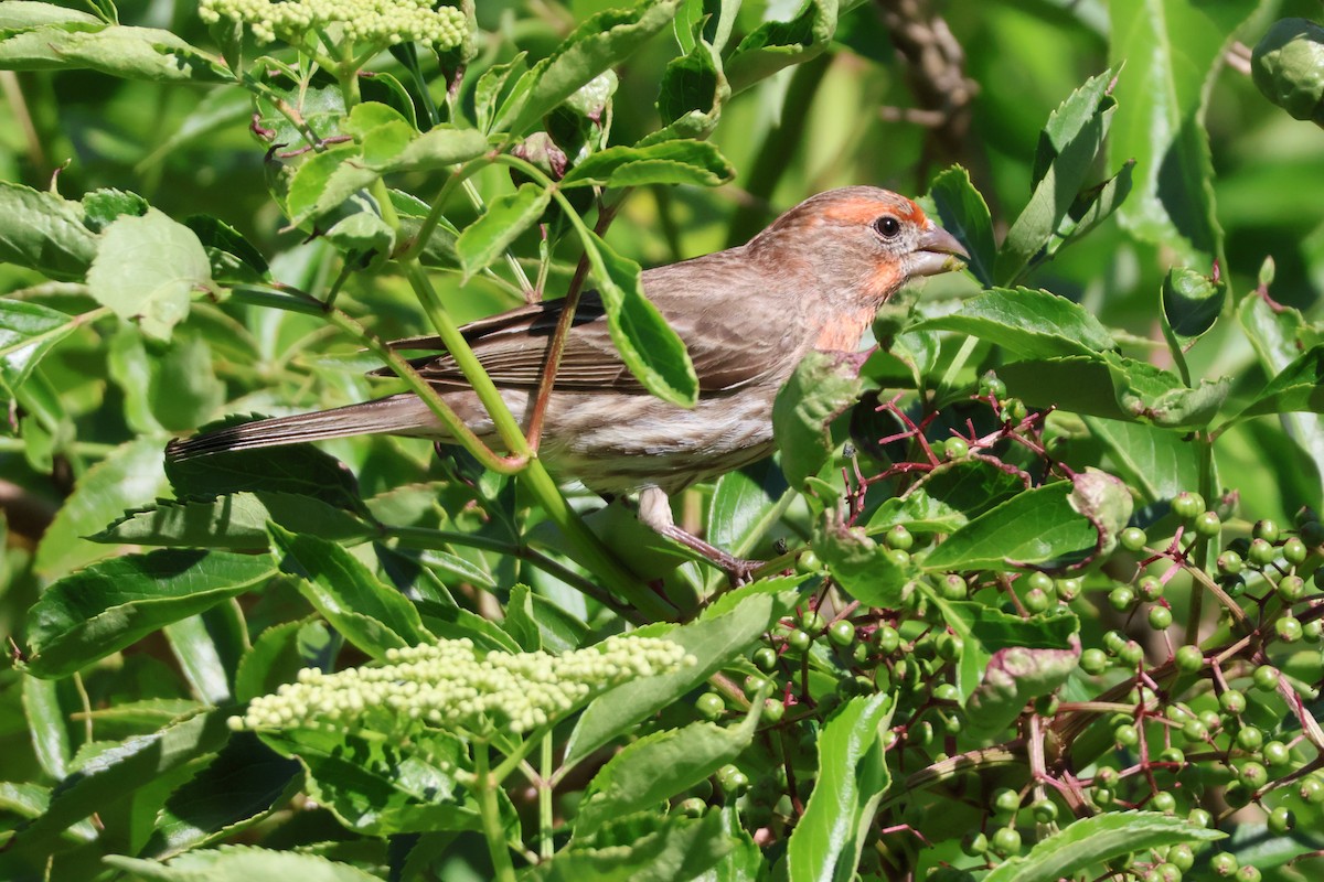 House Finch - Julia Nadeau Gneckow