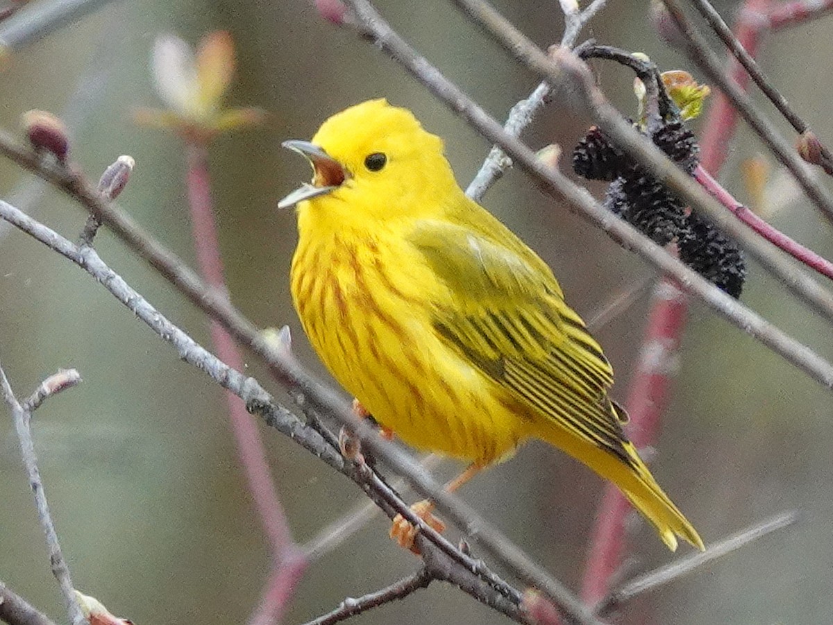 Northern Yellow Warbler - ML618106290