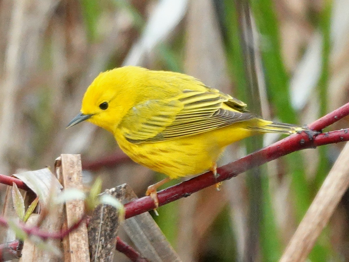 Northern Yellow Warbler - ML618106291
