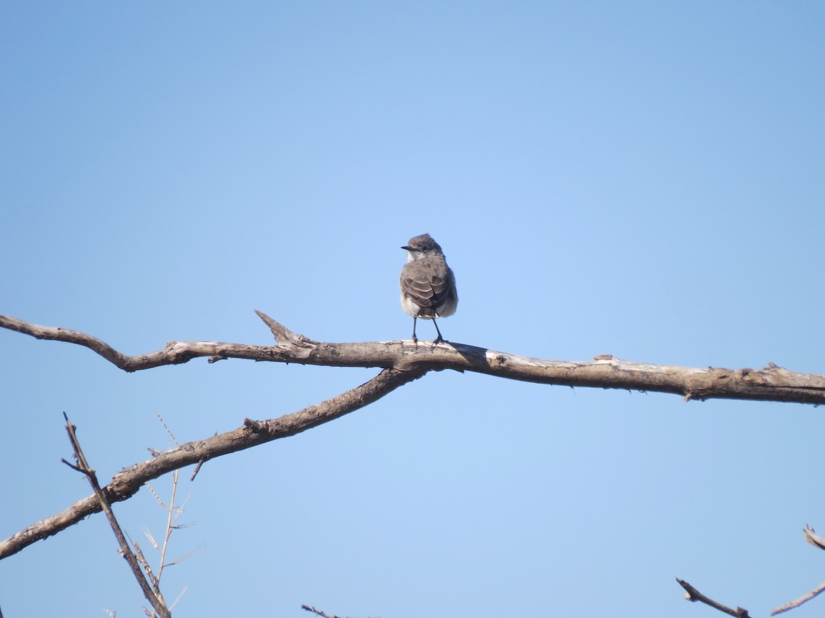 White-fronted Chat - Kurt Gaskill