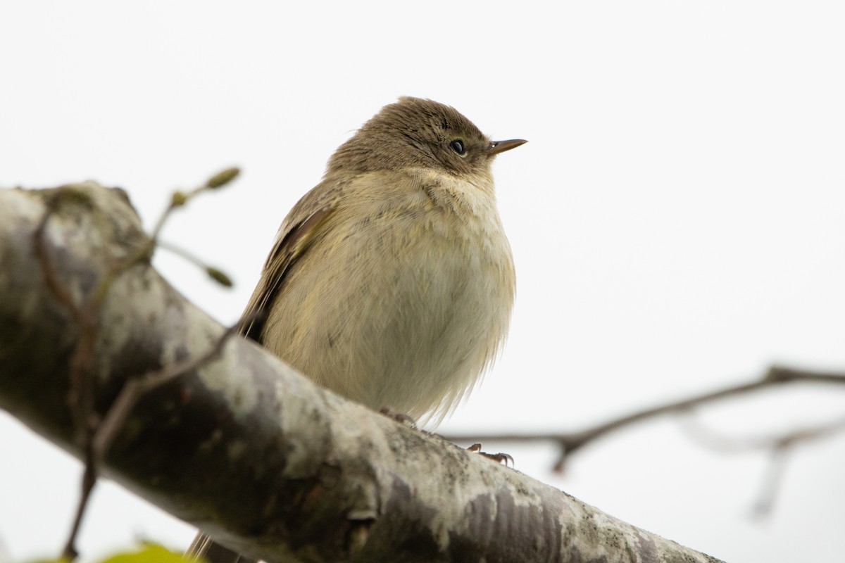 Mosquitero Común - ML618106333