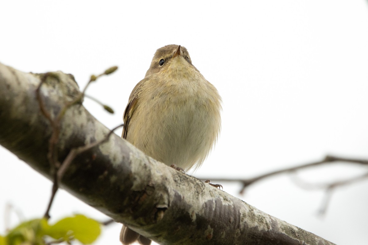 Common Chiffchaff - ML618106335