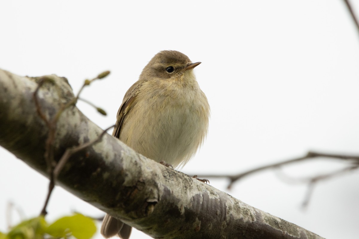 Mosquitero Común - ML618106339