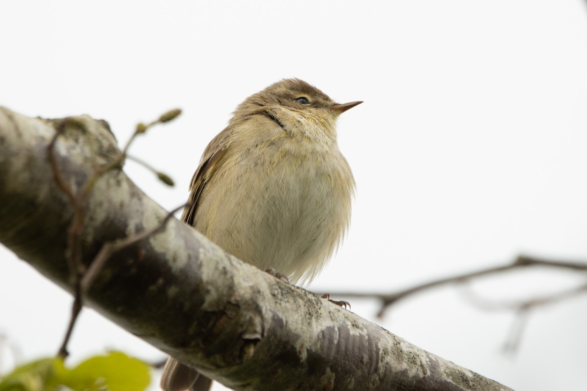 Mosquitero Común - ML618106340