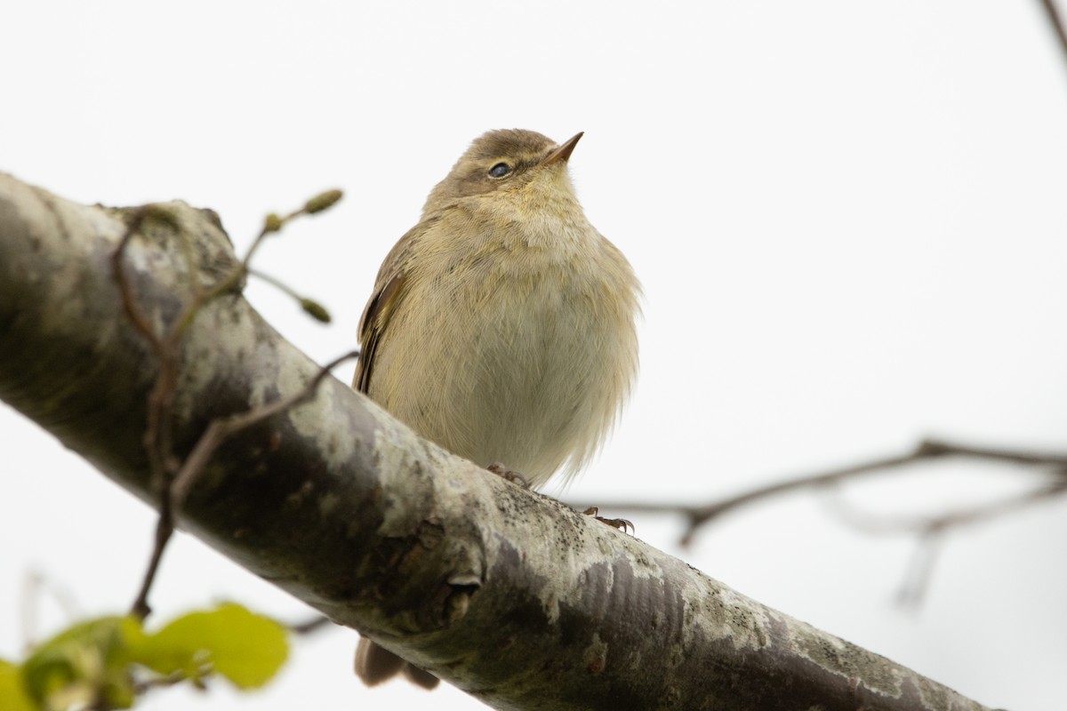 Common Chiffchaff - ML618106343