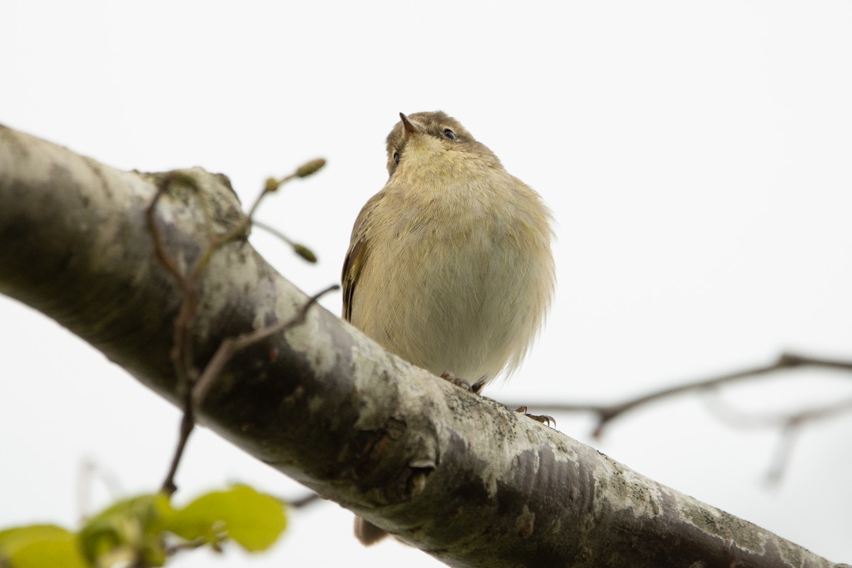 Common Chiffchaff - ML618106346