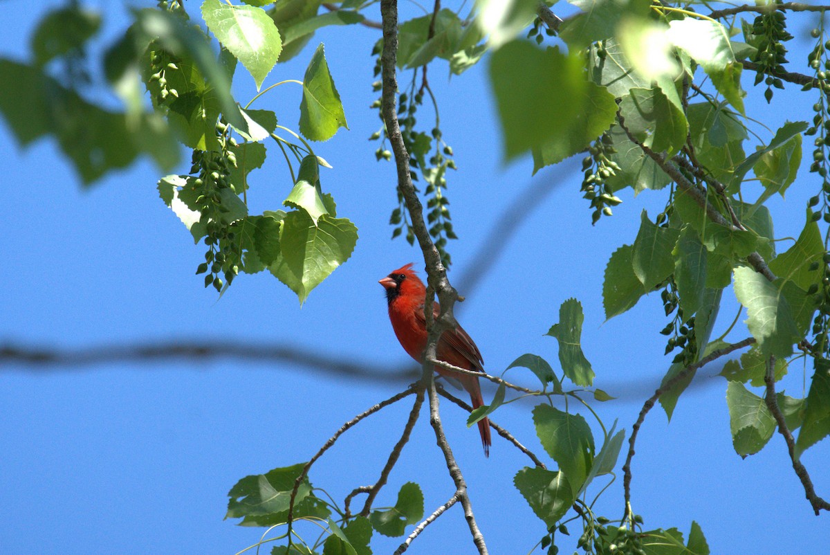 Northern Cardinal - Cindy & Gene Cunningham