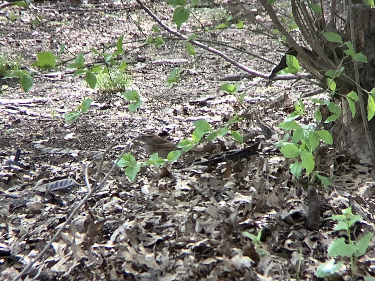 White-throated Sparrow - ML618106416