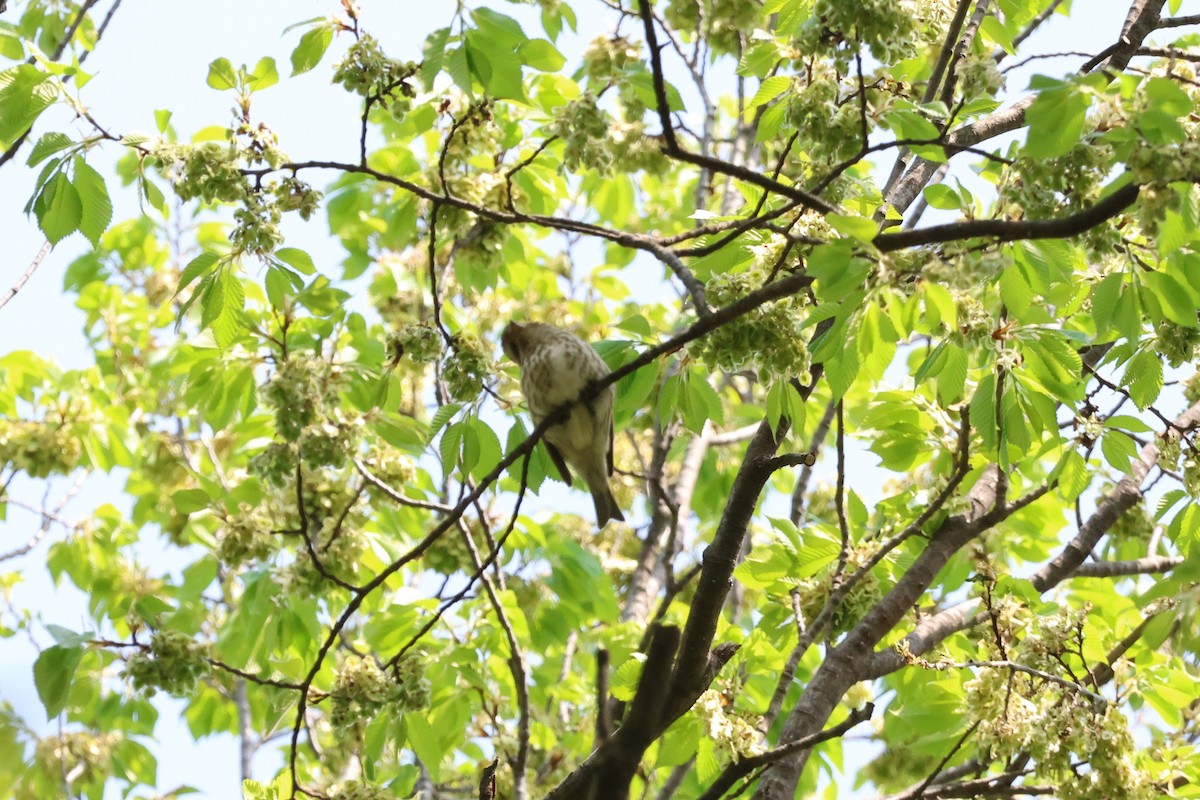 Purple Finch - ML618106431