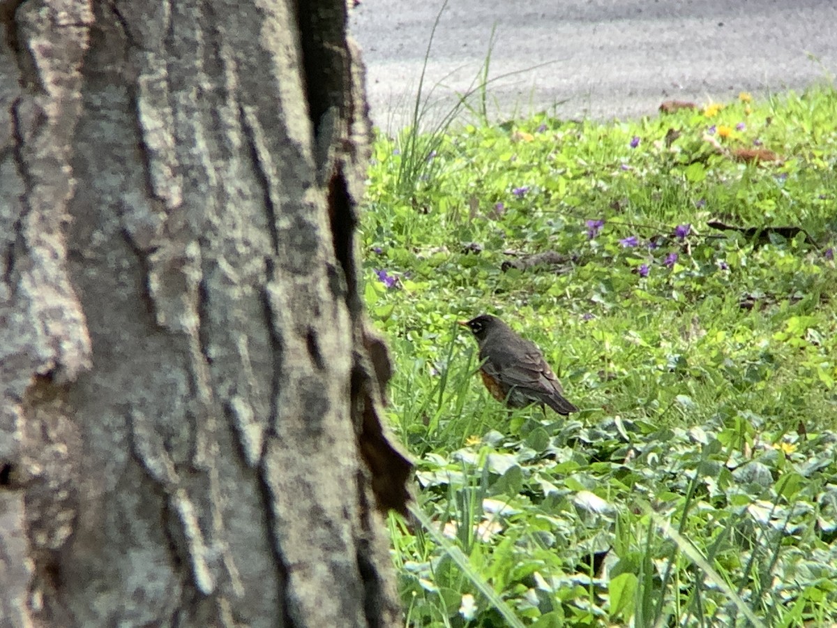 American Robin - ML618106440