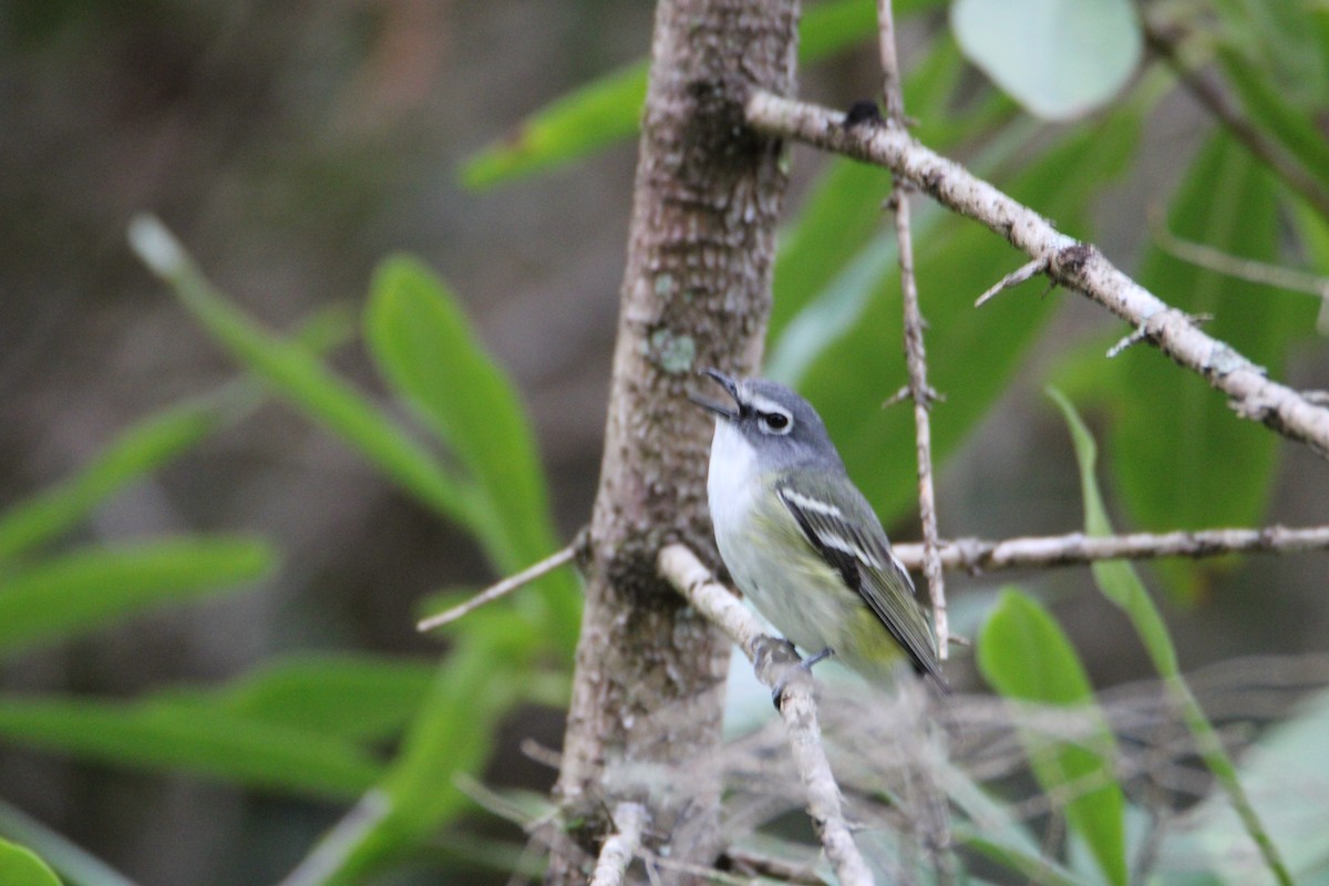 Blue-headed Vireo - ML618106445