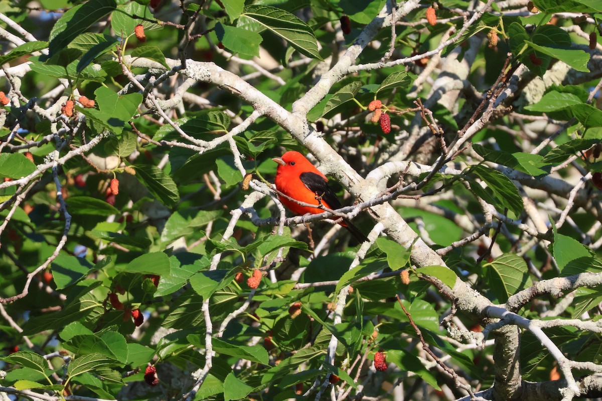 Scarlet Tanager - ML618106449