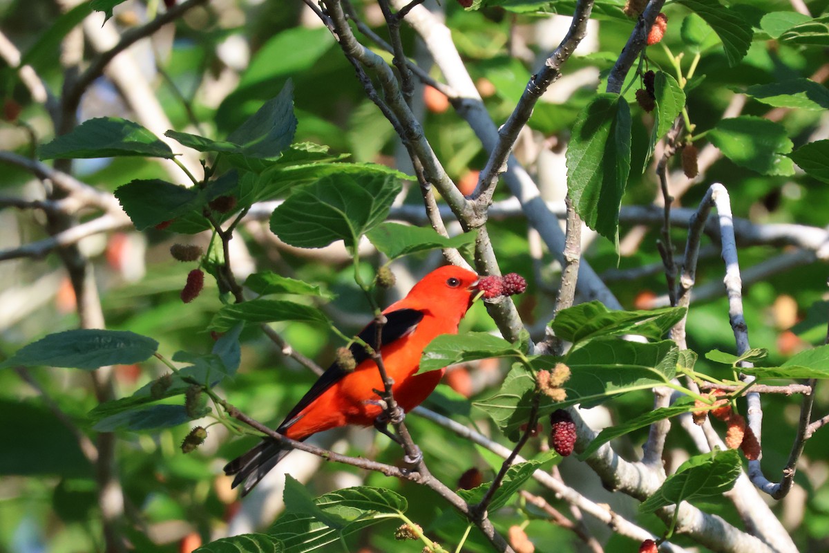 Scarlet Tanager - ML618106451