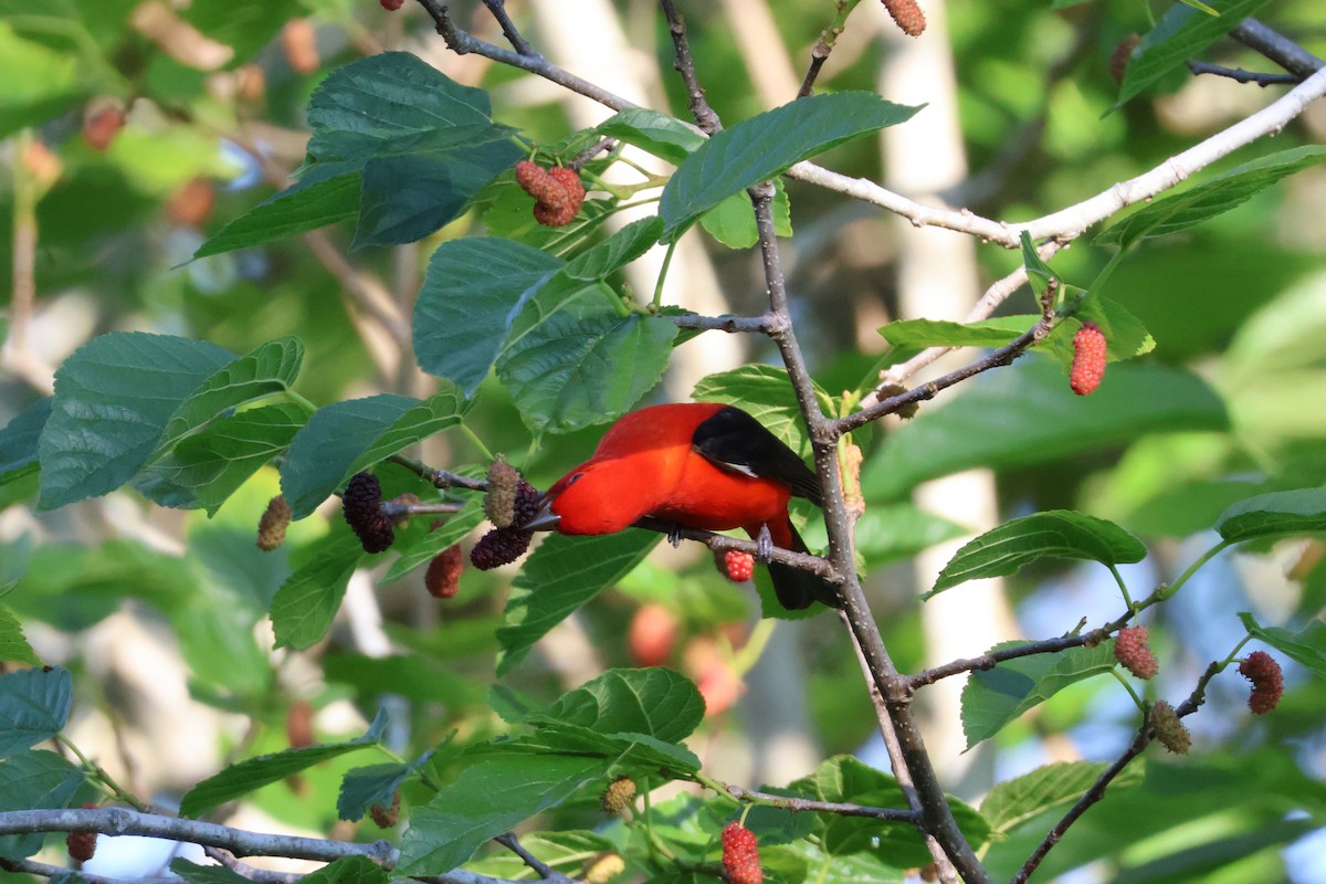 Scarlet Tanager - ML618106452