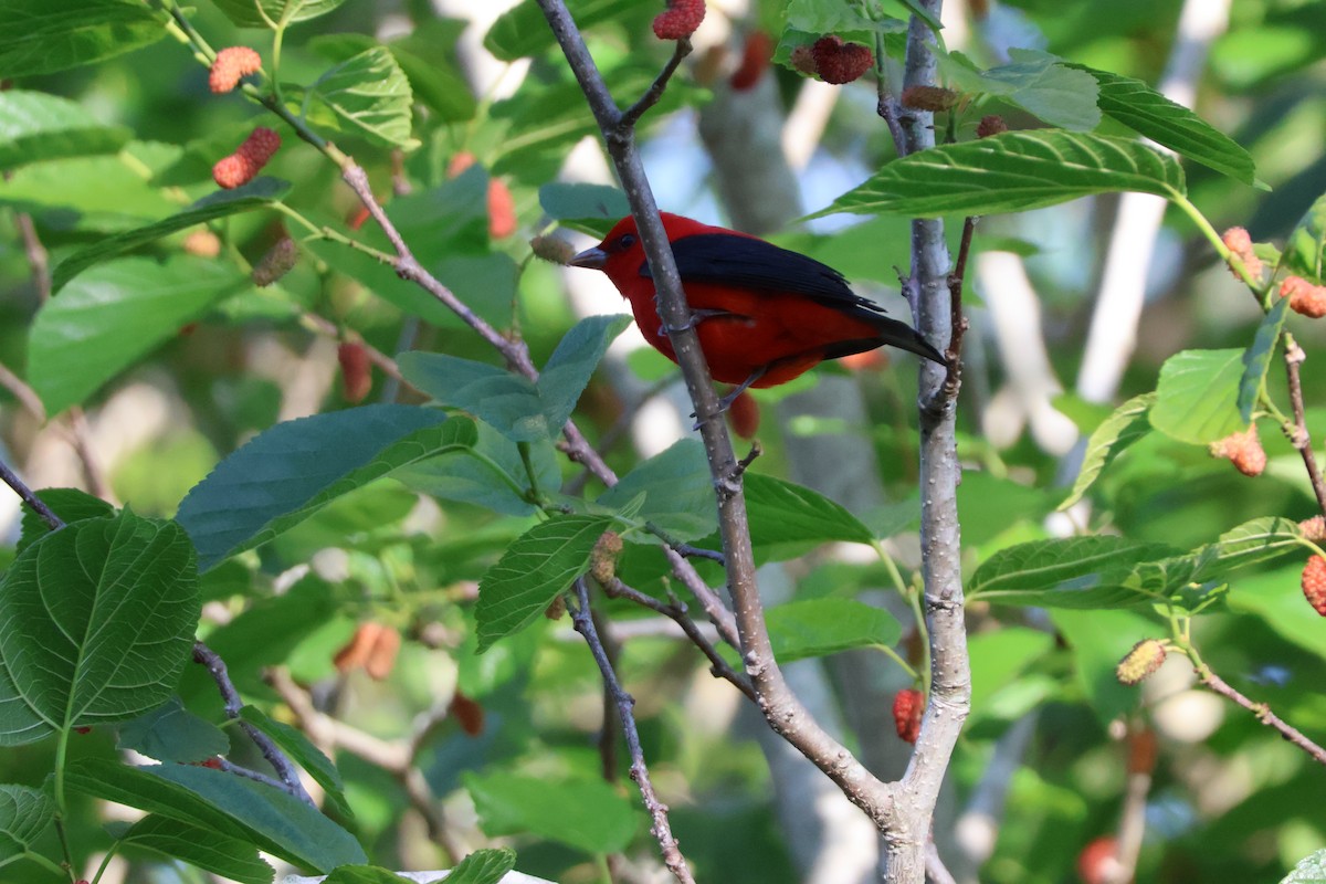 Scarlet Tanager - ML618106453