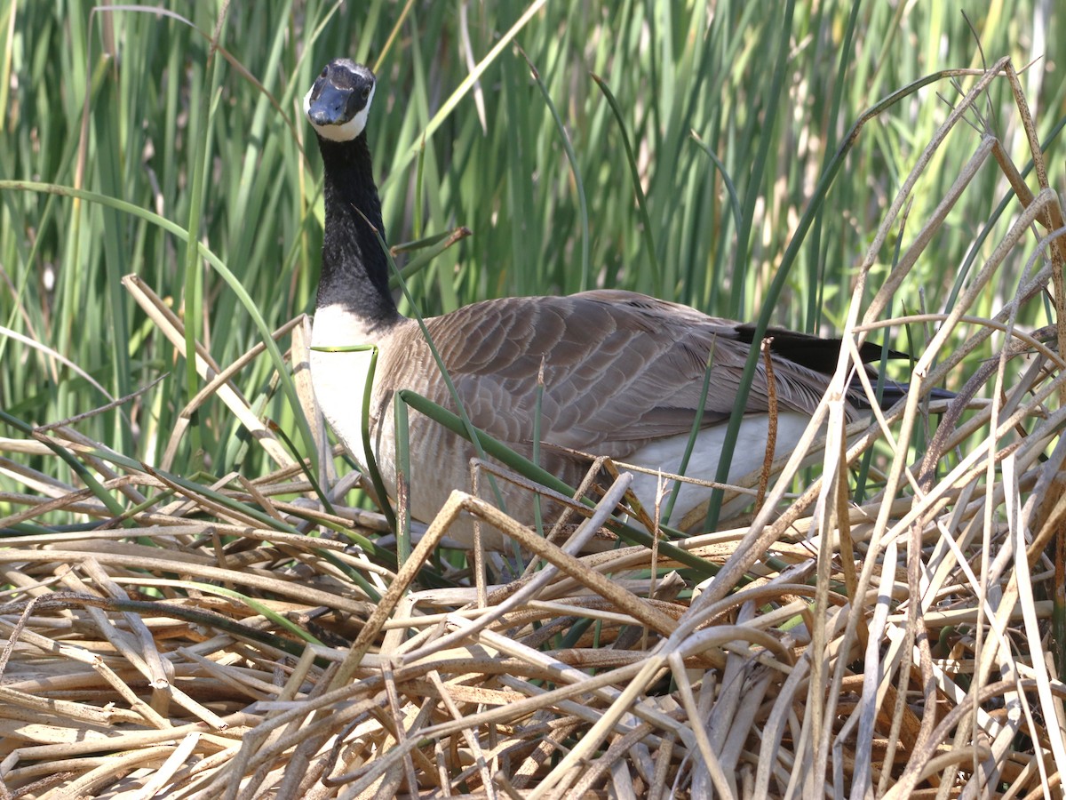 Canada Goose - Barry Spolter