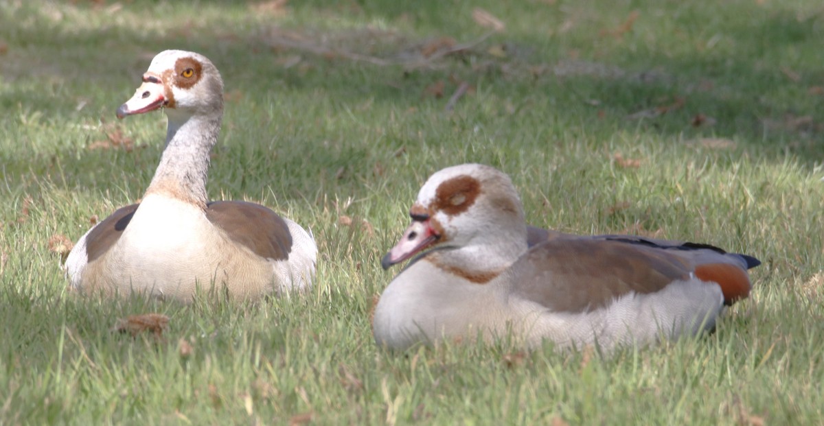 Egyptian Goose - Barry Spolter