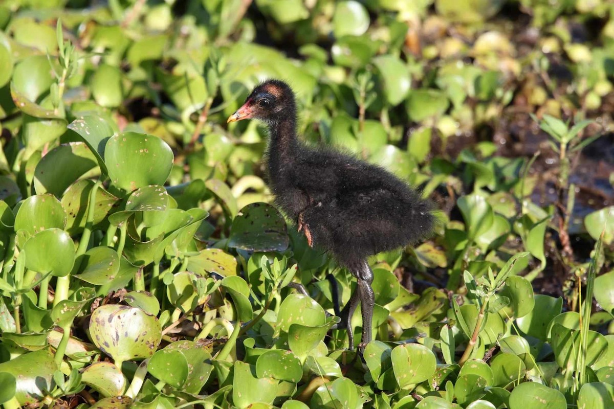 Common Gallinule - Sophia Haakman