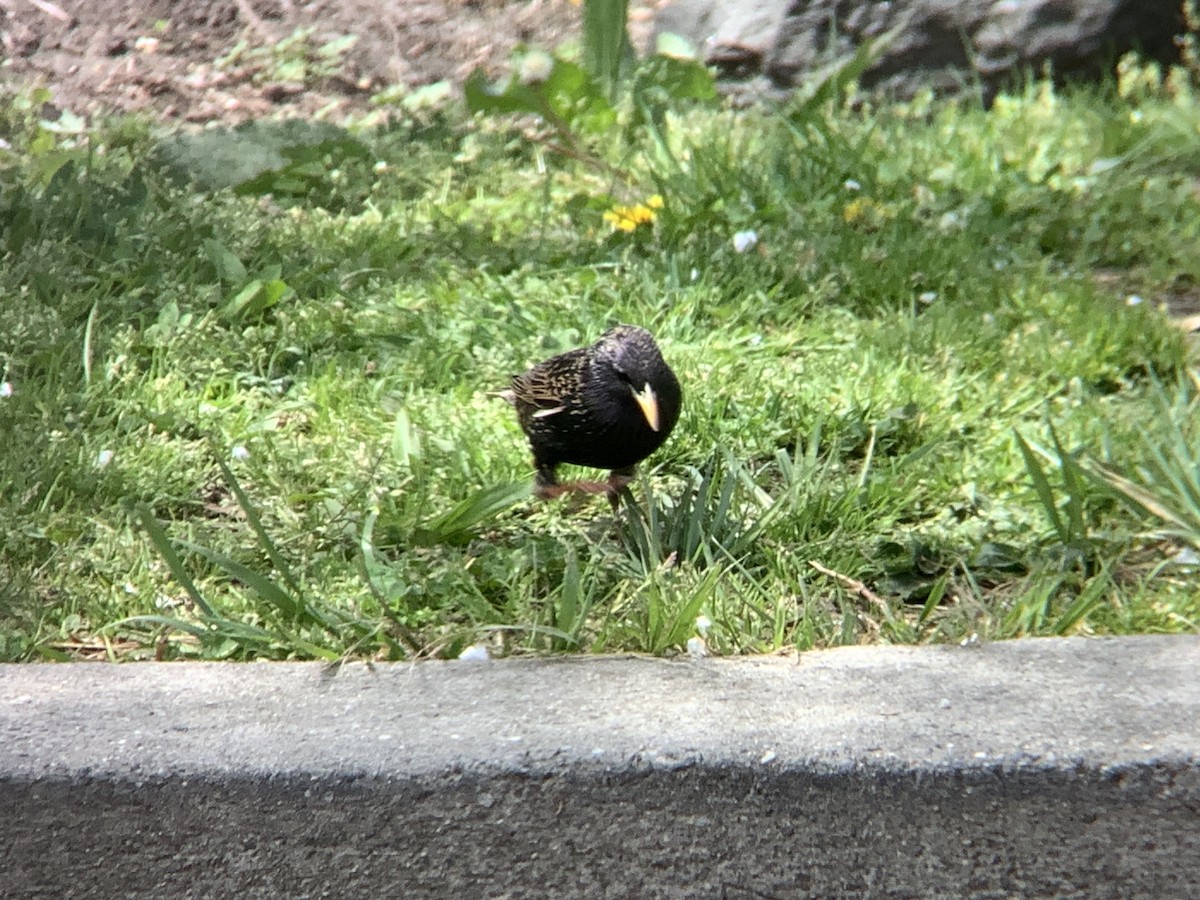 European Starling - ML618106514