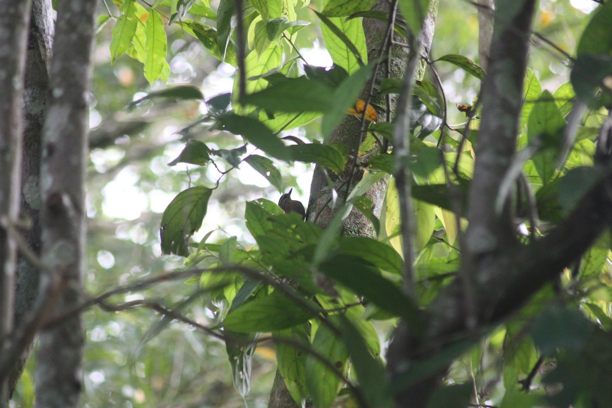 Wedge-billed Woodcreeper - ML618106515