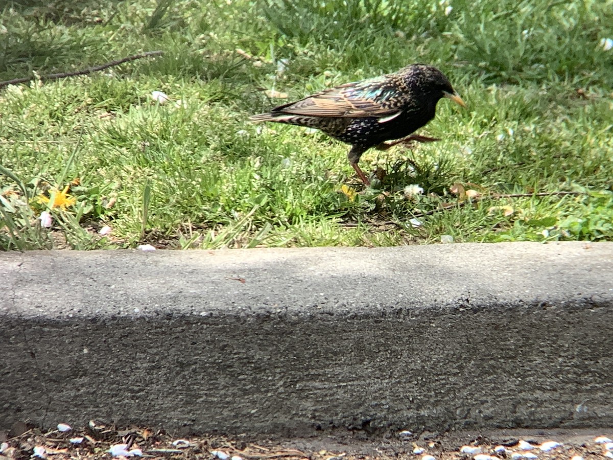 European Starling - ML618106546