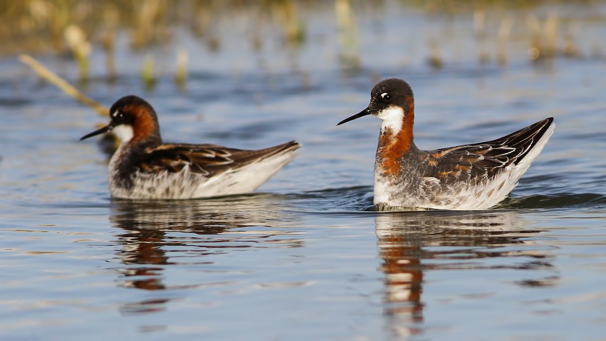 Red-necked Phalarope - Emrah Kayhan