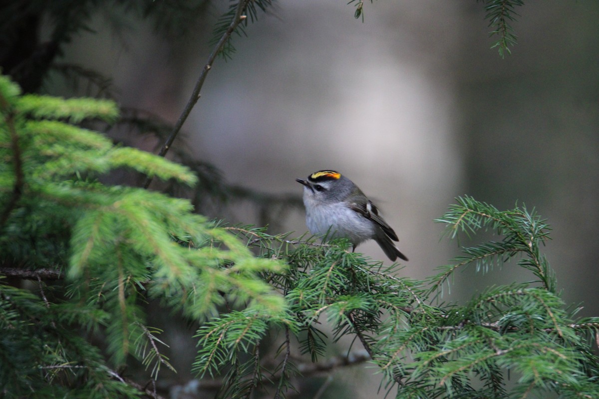 Golden-crowned Kinglet - ML618106569