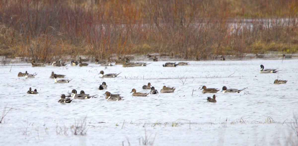 Northern Pintail - Michel Marsan