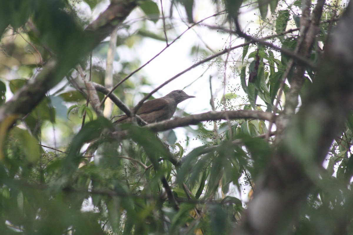 Pale-breasted Thrush - ML618106587