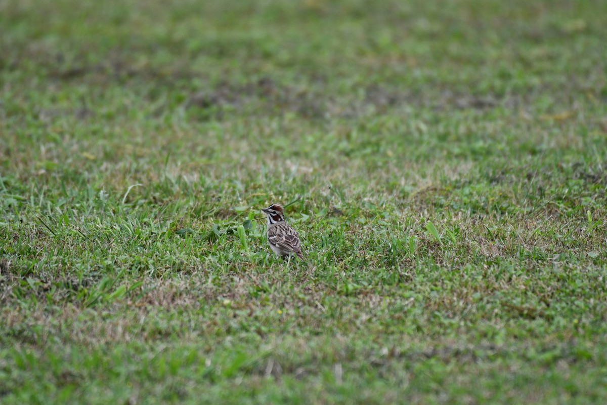 Lark Sparrow - ML618106592