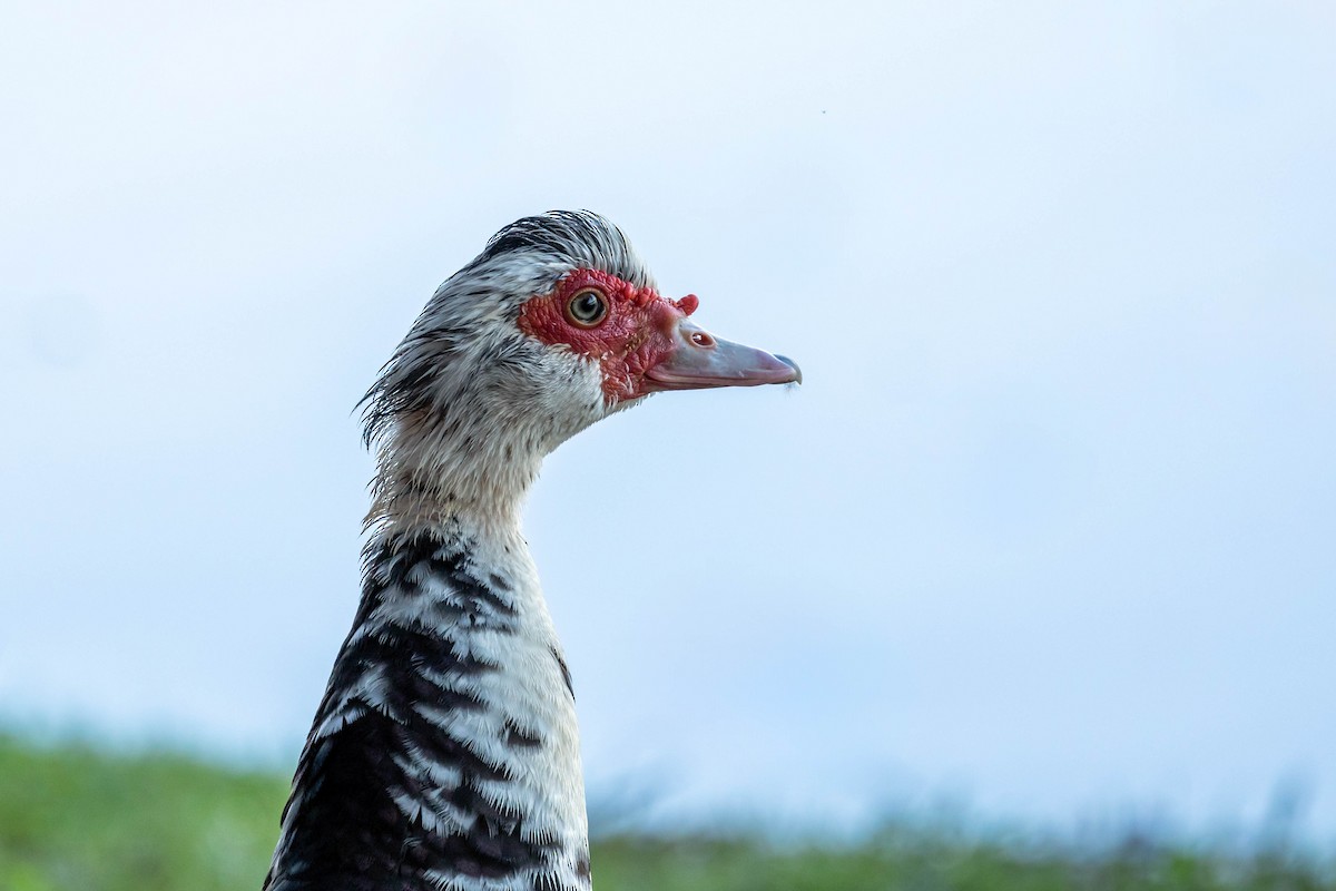 Muscovy Duck - Fernando Calmon