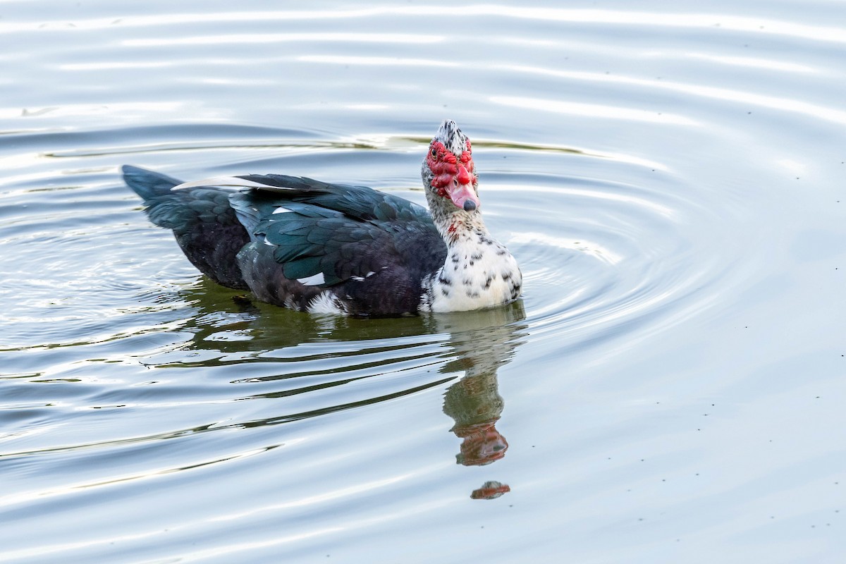 Muscovy Duck - Fernando Calmon