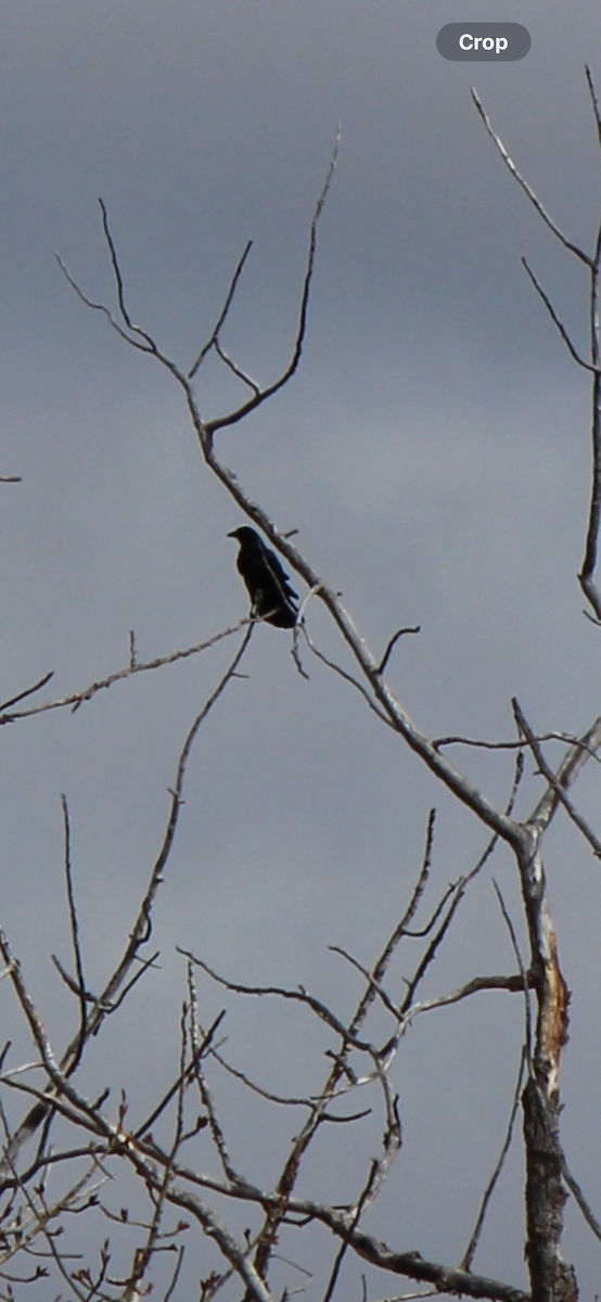 American Crow - Amy Ressler-Williams