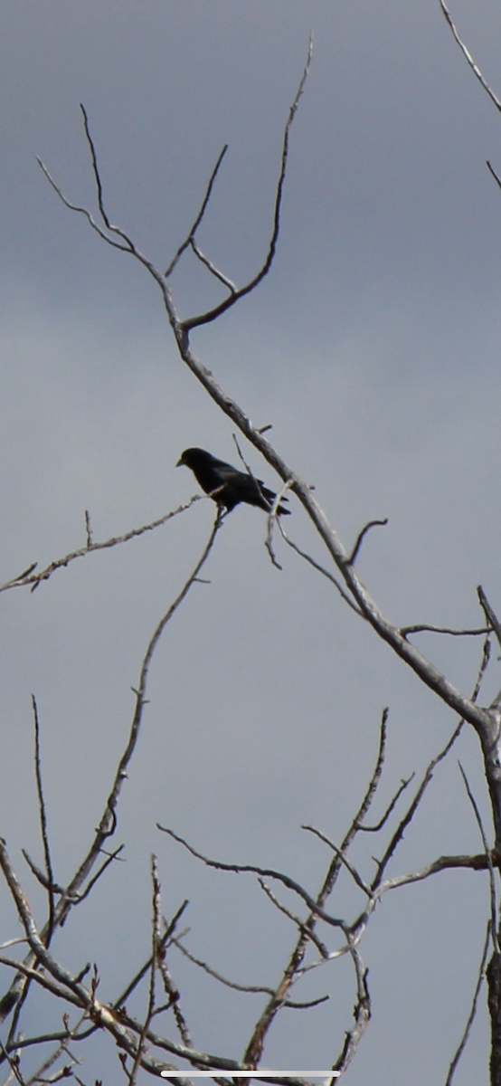 American Crow - Amy Ressler-Williams