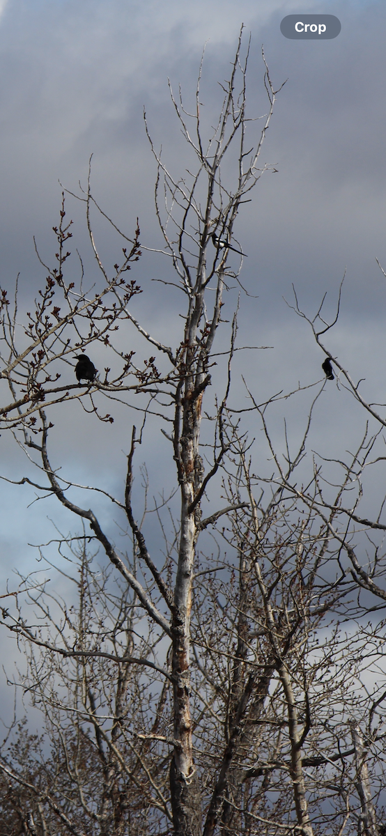 American Crow - Amy Ressler-Williams