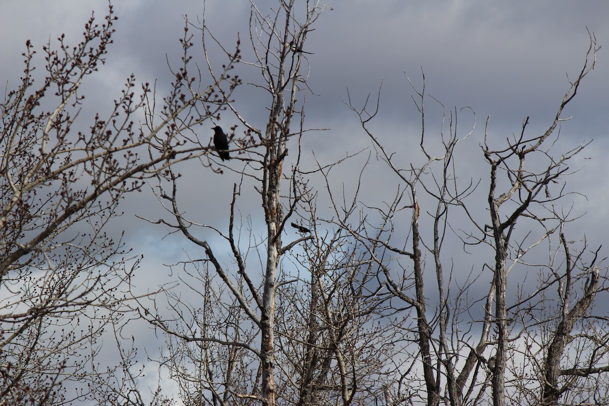 American Crow - Amy Ressler-Williams